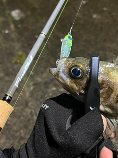 メバルの釣果