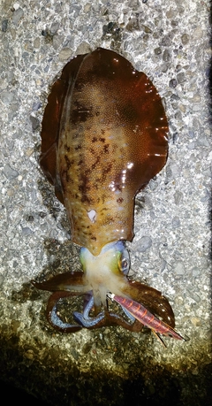 アオリイカの釣果