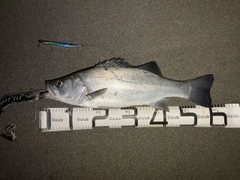 ヒラスズキの釣果