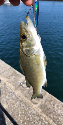 ヒラスズキの釣果