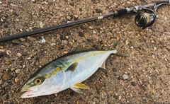 フクラギの釣果