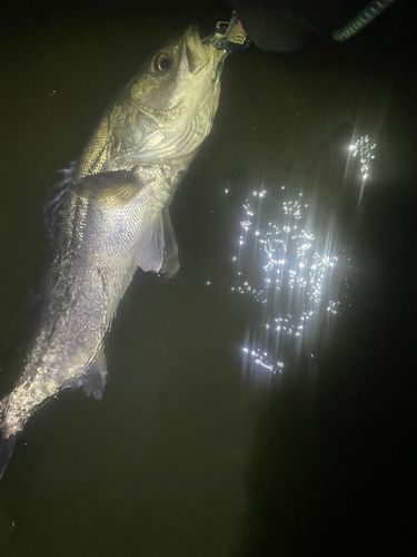 スズキの釣果