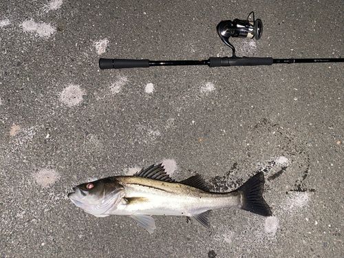 シーバスの釣果