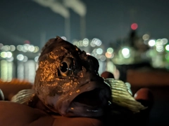 アラカブの釣果