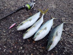 コズクラの釣果