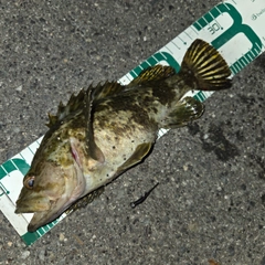 タケノコメバルの釣果