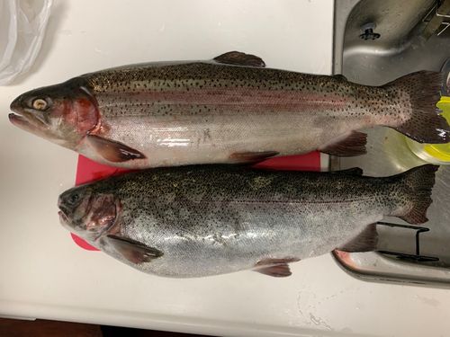 サケの投げ釣りなどにいかがでしょうか？ サケ（アキアジ）の投げ釣り】投げて待つだけ？ぶっこみ釣り完全ガイド