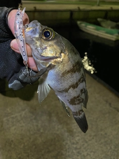 メバルの釣果