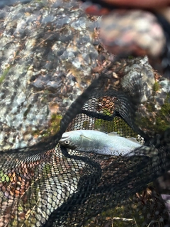 アマゴの釣果
