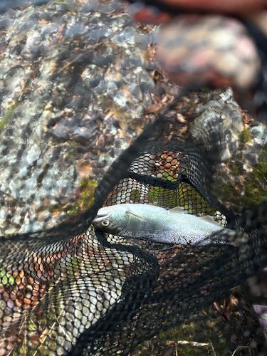 アマゴの釣果