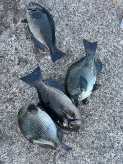 メジナの釣果