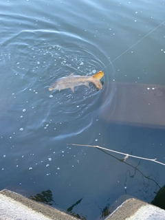 コイの釣果