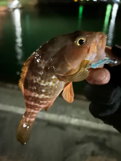 キジハタの釣果