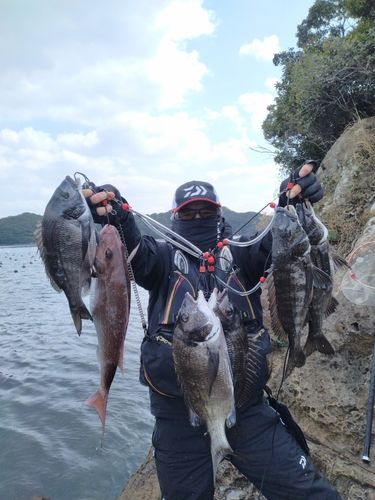 チヌの釣果