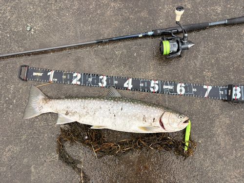アメマスの釣果