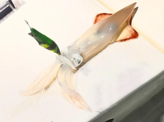 ケンサキイカの釣果
