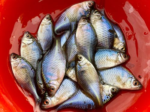 タイリクバラタナゴの釣果
