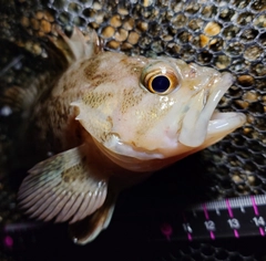 ムラソイの釣果