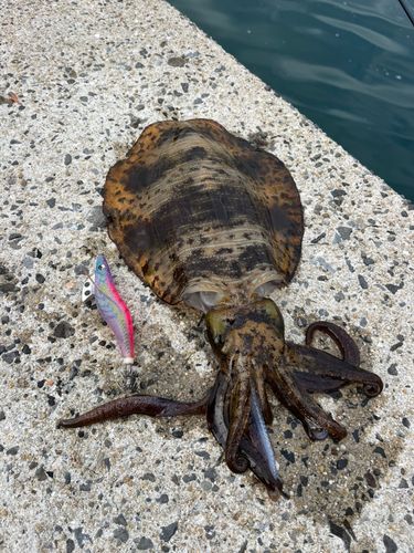 アオリイカの釣果