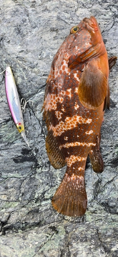 キジハタの釣果