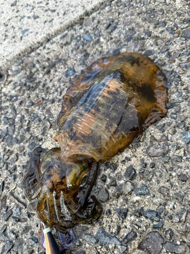 アオリイカの釣果