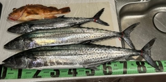 サワラの釣果