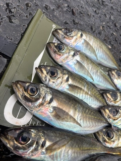 アジの釣果