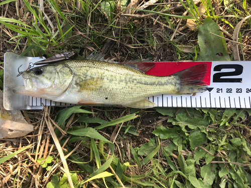 ブラックバスの釣果