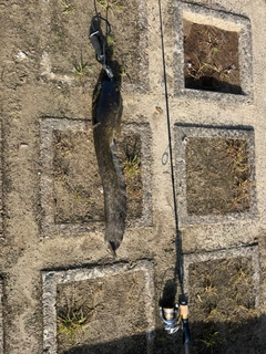 アメリカナマズの釣果