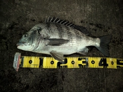 クロダイの釣果