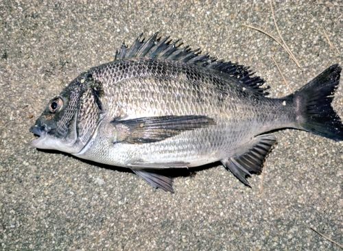 クロダイの釣果