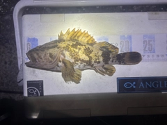 タケノコメバルの釣果