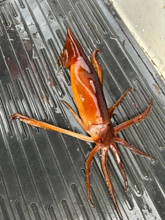 スルメイカの釣果