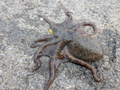 イイダコの釣果