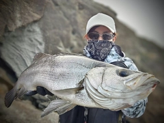 ヒラスズキの釣果