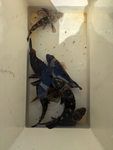 ガシラの釣果