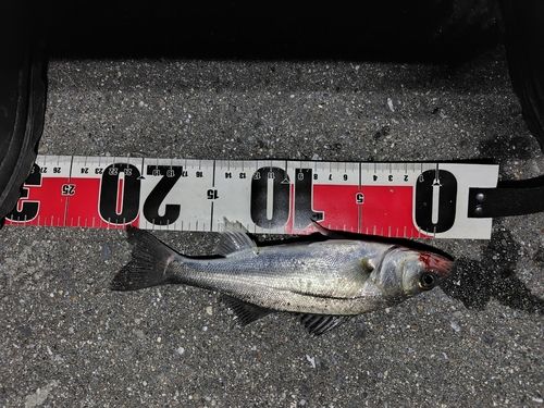 セイゴ（マルスズキ）の釣果