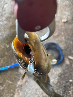 ナマズの釣果