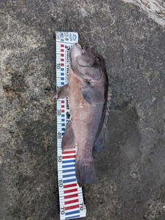 コブダイの釣果