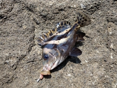 コショウダイの釣果