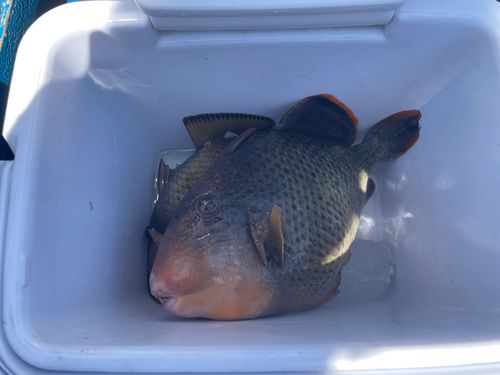 ゴマモンガラの釣果