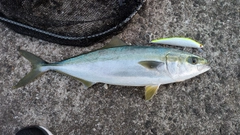ヤズの釣果