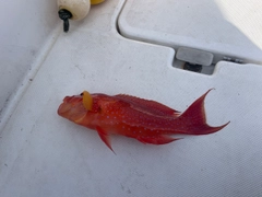 オジロバラハタの釣果