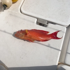 オジロバラハタの釣果