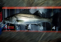 シーバスの釣果