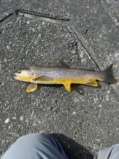 ブラウントラウトの釣果