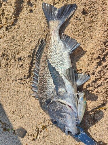 チヌの釣果