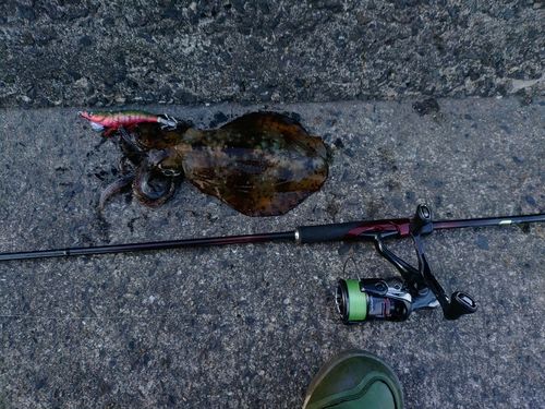 アオリイカの釣果