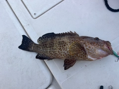 オオモンハタの釣果