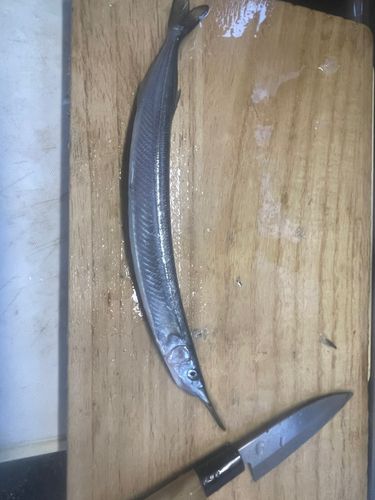 サヨリの釣果